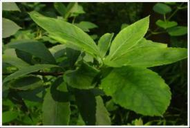 昆药集团天然植物原料药创新基地建设项目可行性钻研