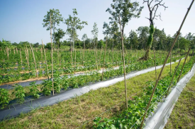 果蔬套种及加工基地建设项目可行性钻研汇报