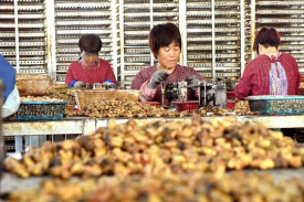 四川省核桃油加工厂建设项目可行性钻研汇报